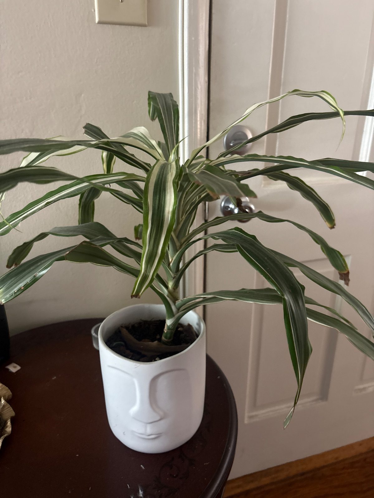 Planta decorativa con maceta facial