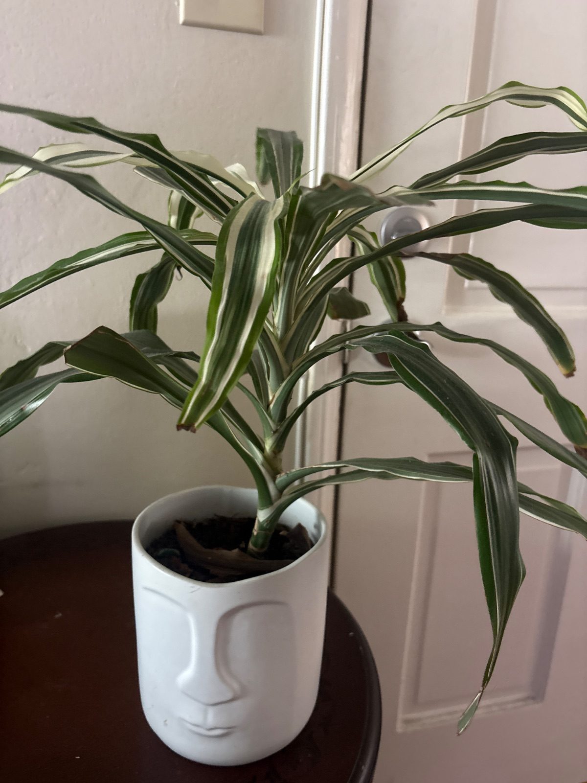 Planta decorativa con maceta facial
